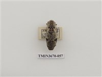 藏品(叩頭蟲(1))的圖片